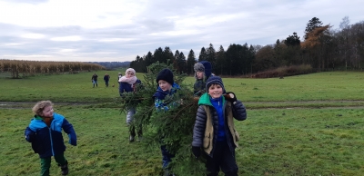 Christmas Tree walk